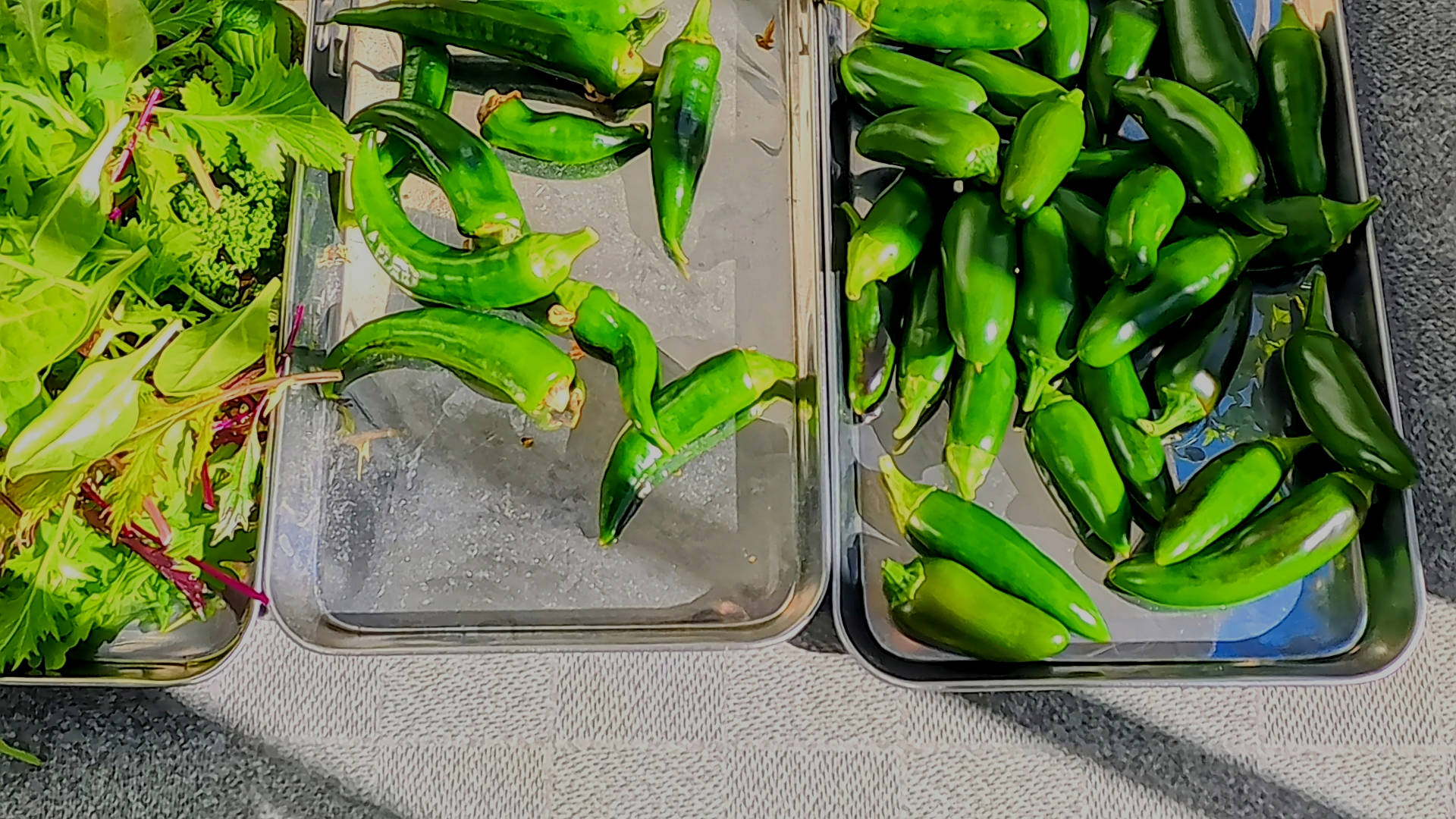 Harvesting vegetables on the balcony