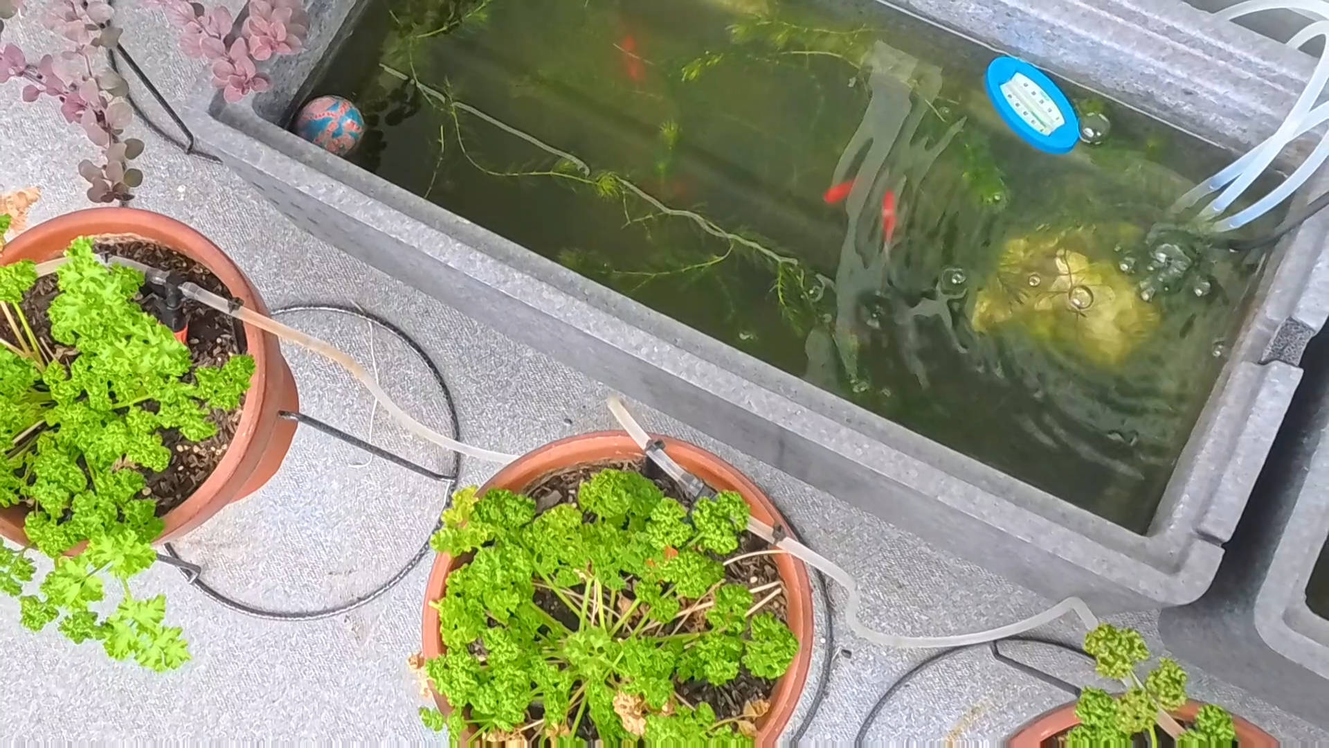 Goldfish on the balcony