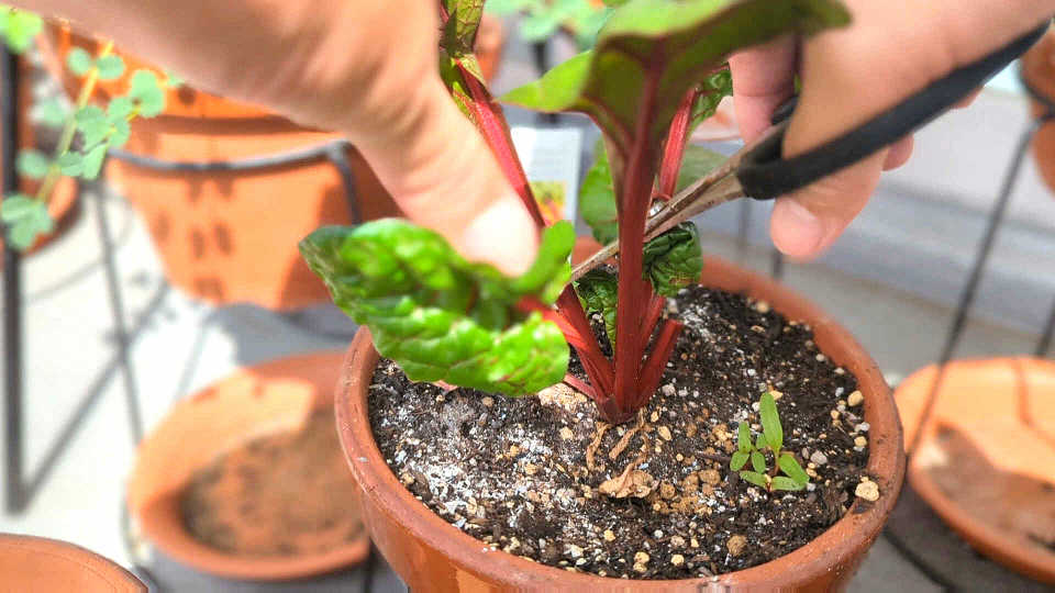 Herbs on the balcony