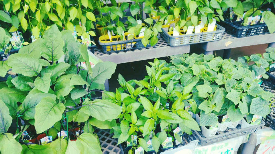 Vegetables and herbs on the balcony