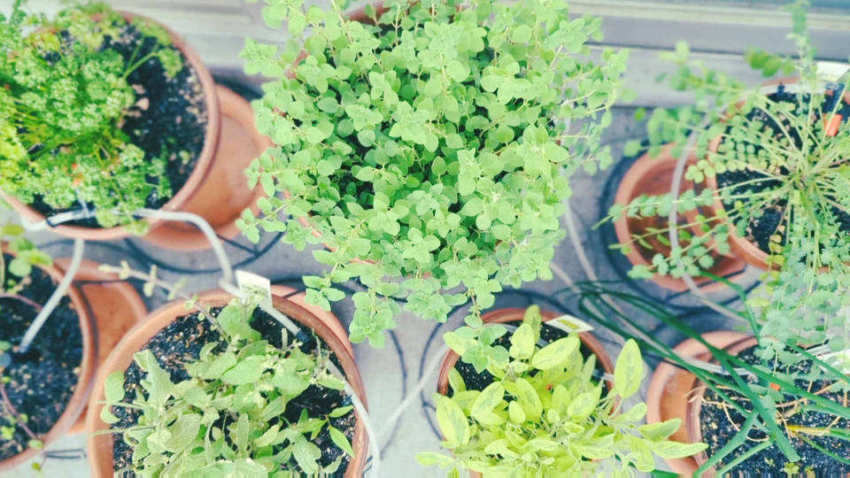 Herbs and vegetables on the balcony