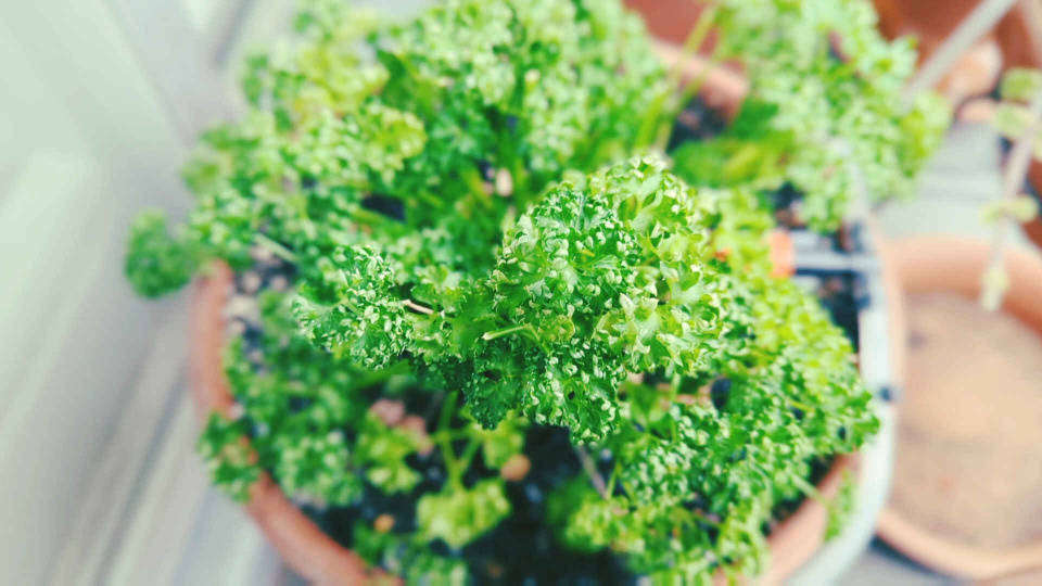 Parsley