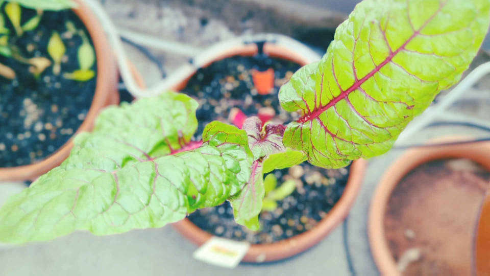 Swiss Chard