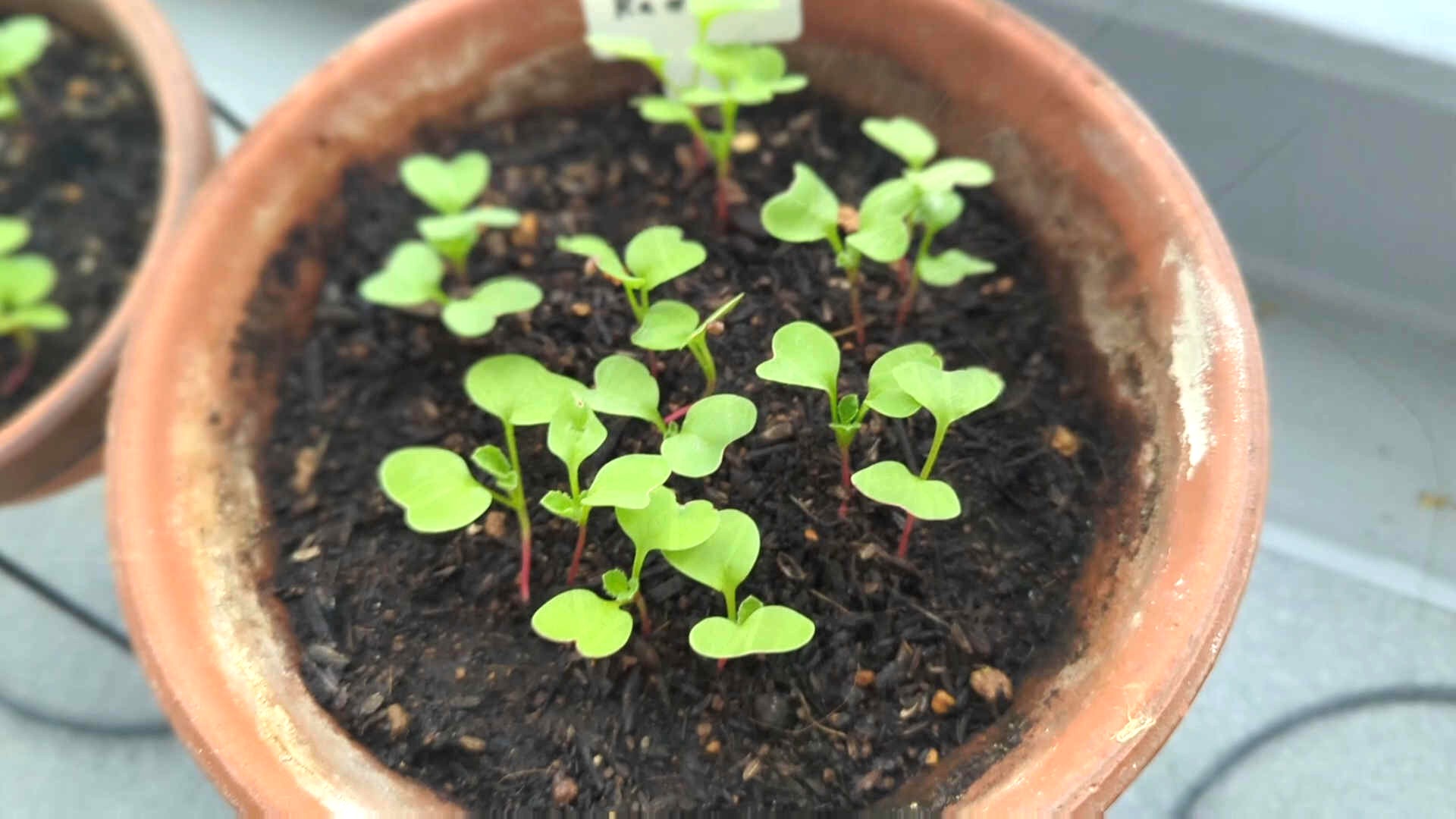 Sprouted autumn vegetables