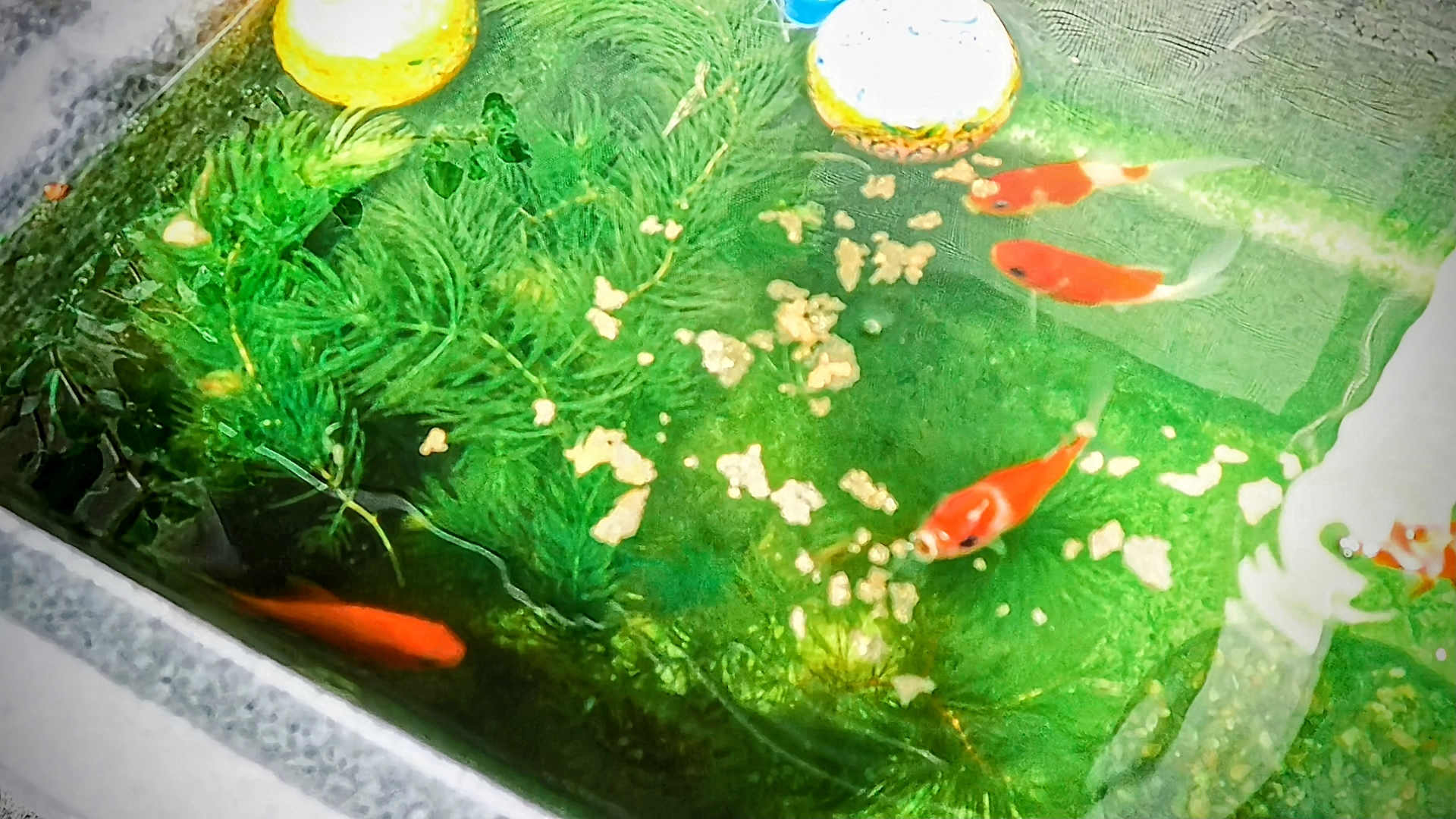 October 2025 Goldfish